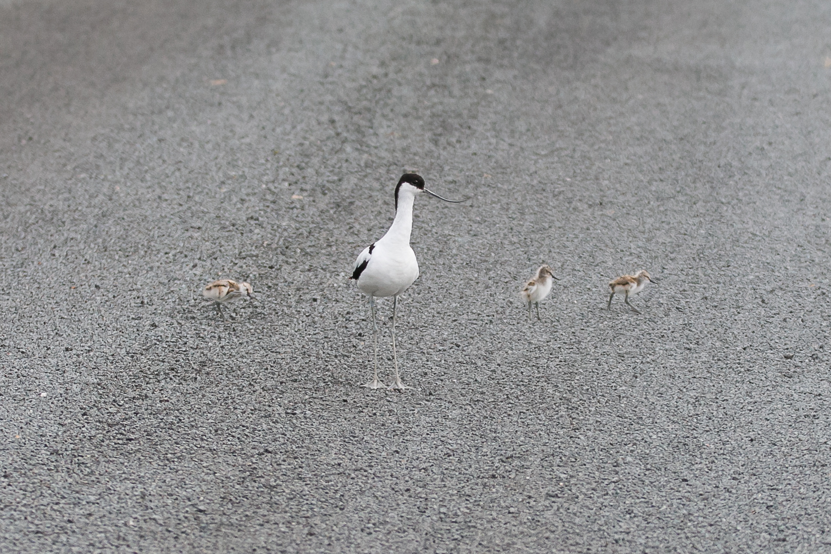 Sortie au Marquenterre